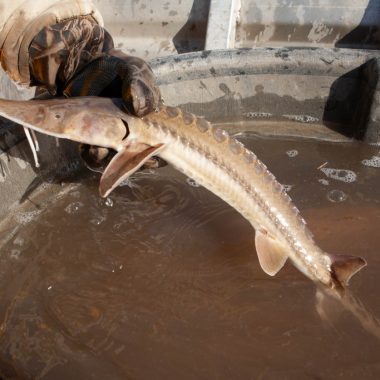 pallid sturgeon