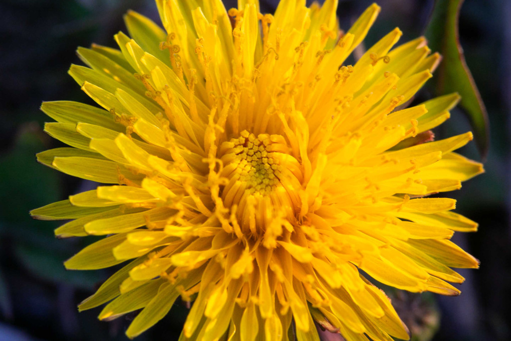 A detail shot of a dandelion head