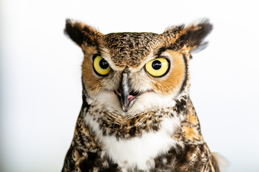 A close-up of a great horned owl and its yellow staring eyes