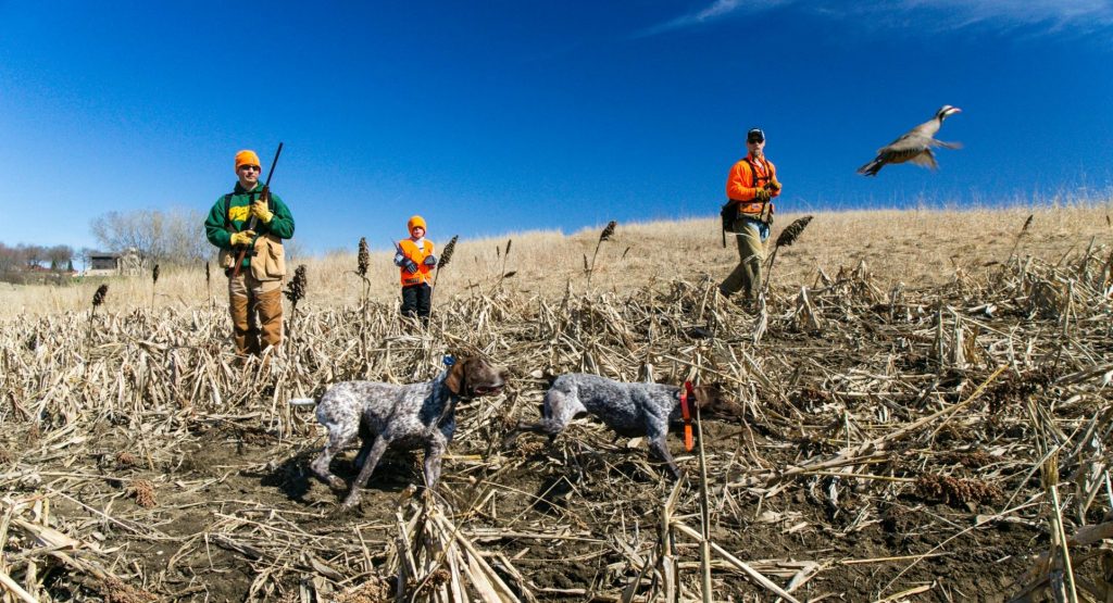 A chukar flushes in a field as upland hunters look on.