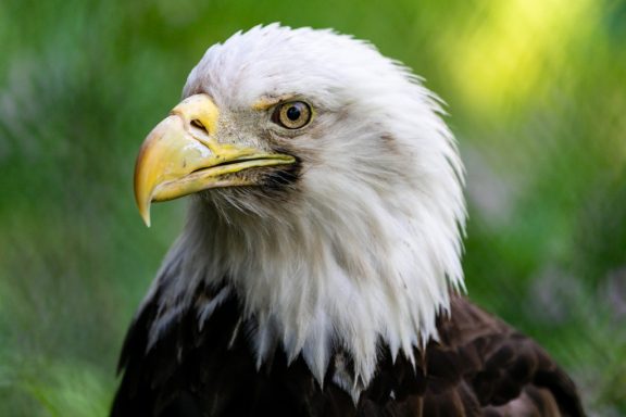 Bald eagle