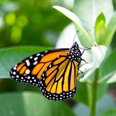 A side profile view of a monarch butterfly on a green leaf