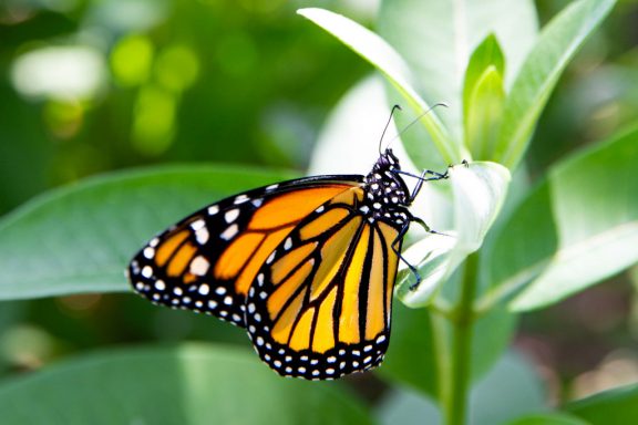 A side profile view of a monarch butterfly on a green leaf