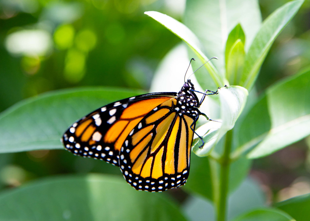 A side profile view of a monarch butterfly on a green leaf