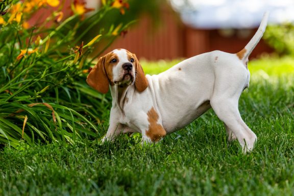 A dog, with his hind end in the air, looks back at the camera