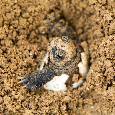 A baby snapping turtle emerging from its egg in the sand.