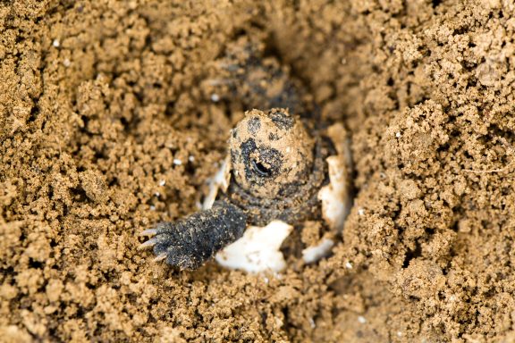 A baby snapping turtle emerging from its egg in the sand.