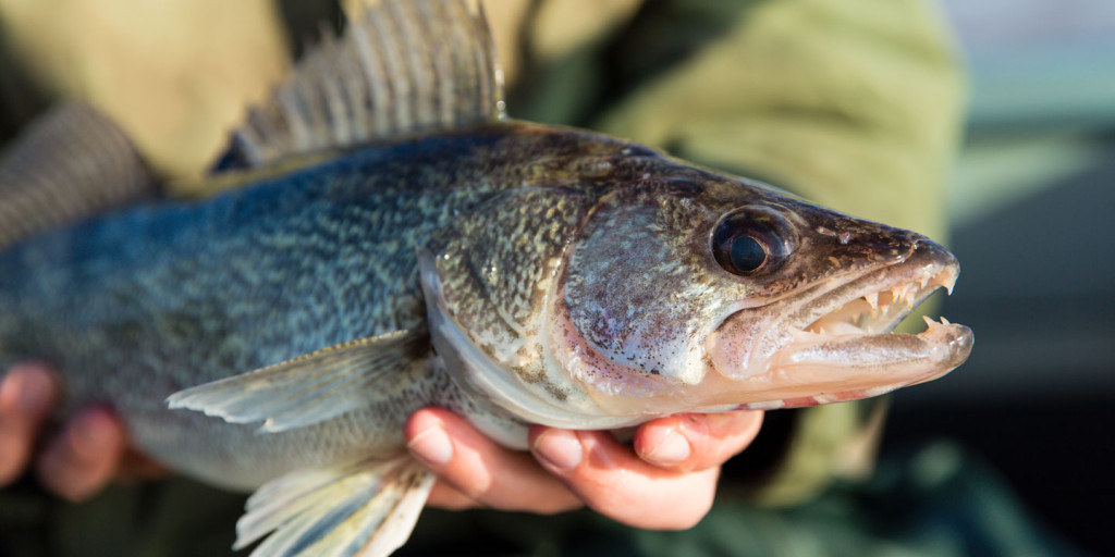 walleye