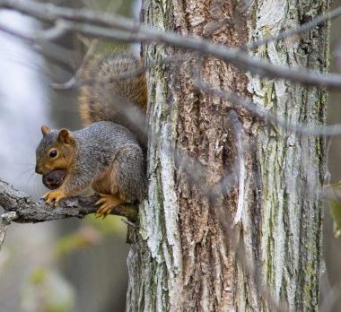 A squirrel with a nut in a tree.