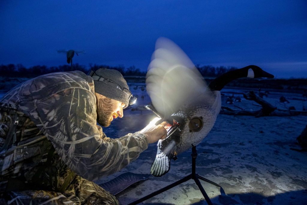 A waterfowl hunter sets up a goose decoy before dawn.