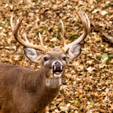 A white-tailed buck sniffs the air in a forested area.