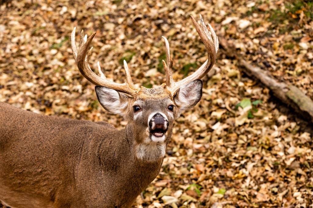 A white-tailed buck sniffs the air in a forested area.