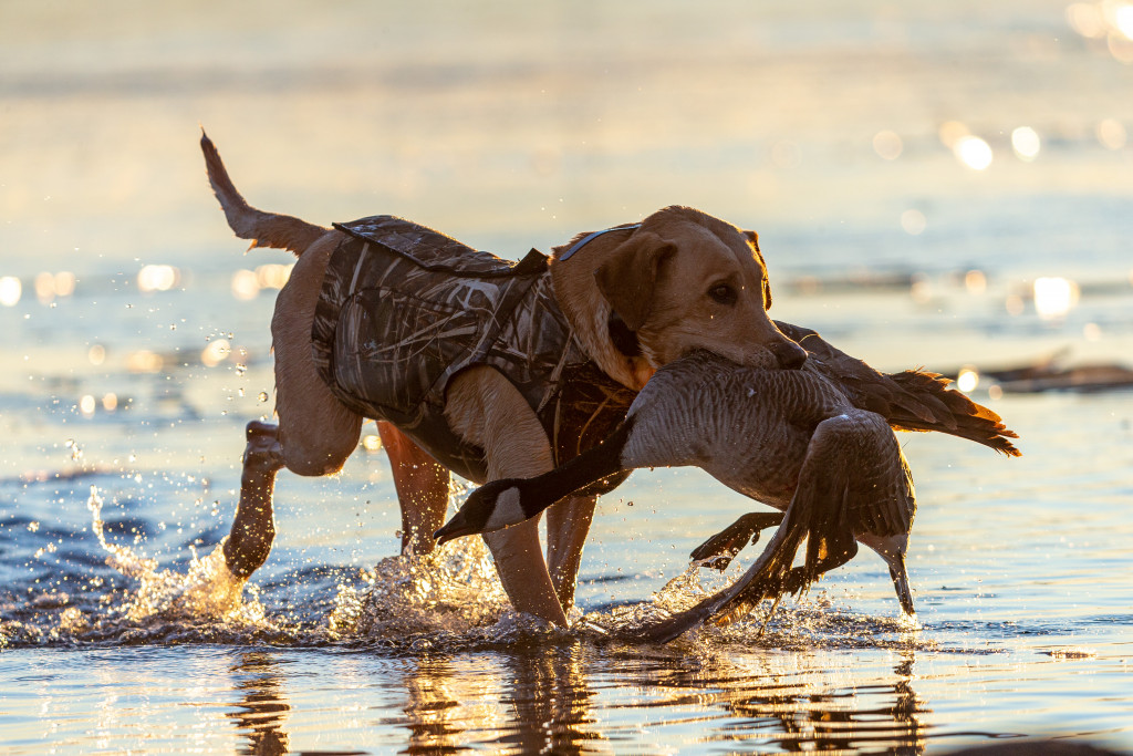 A hunting dog carries a retrieved goose through a wetland.