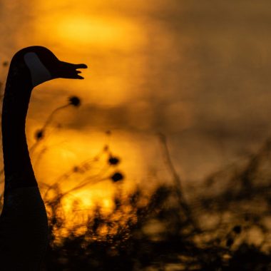 A goose decoy is silhouetted in front of a golden sky