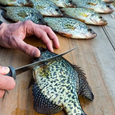 Crappies on a table ready to be filleted.