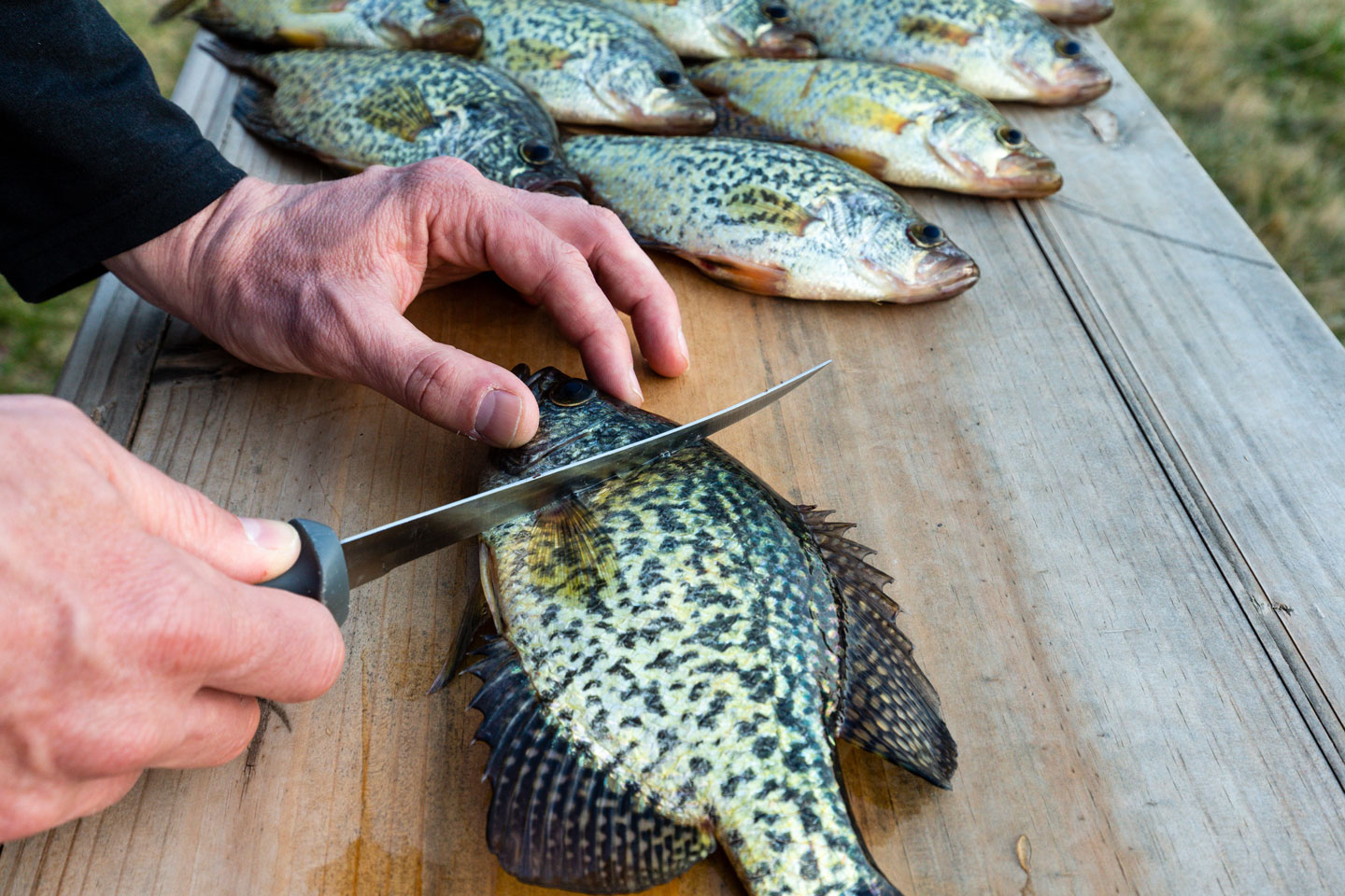 Crappies on a table ready to be filleted.