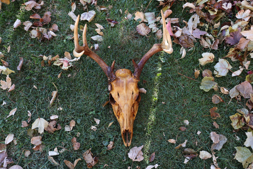 A European deer mount.