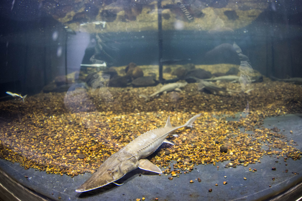 a shovelnose sturgeon rests on the rocky bottom of a tank