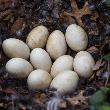 A close-up of white eggs in a nest