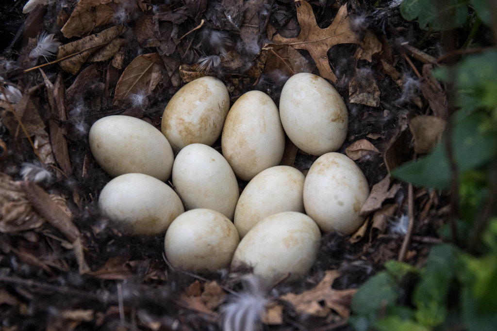 A close-up of white eggs in a nest