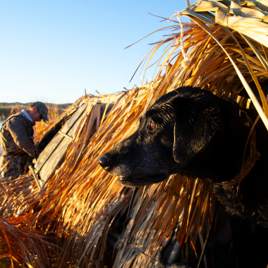 A dog and hunter in a waterfowl hunting blind.