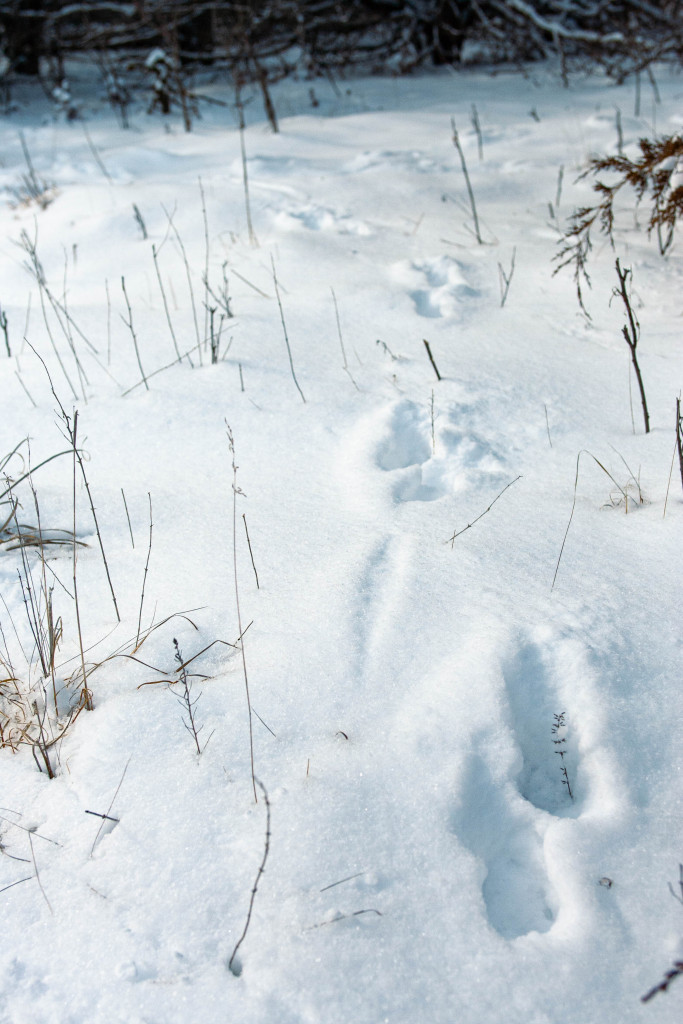 Rabbit tracks in snow.