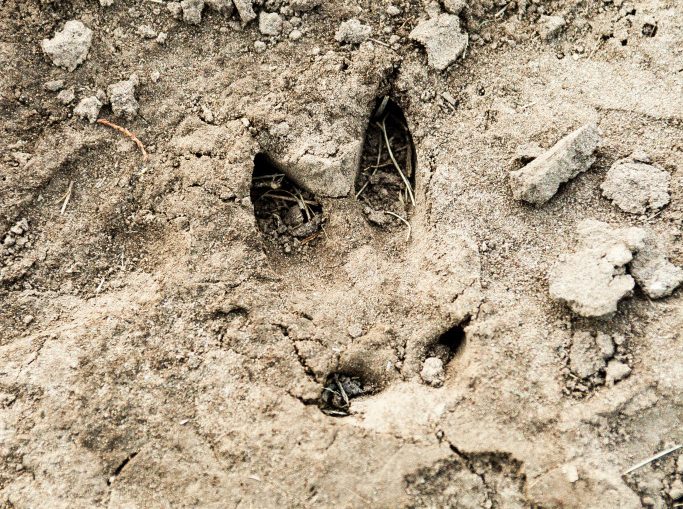 A deer print in mud.