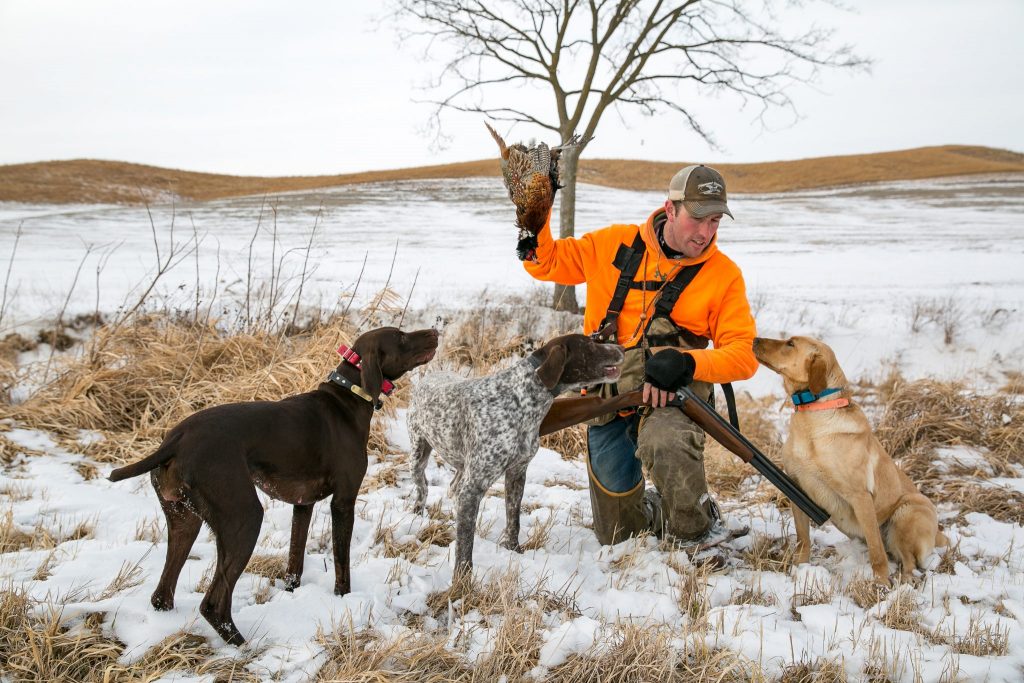 A hunter holds a pheasant he shot with two GSPs and one Lab.