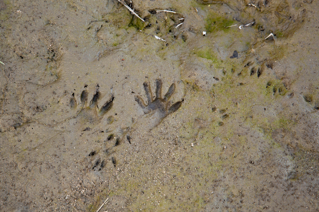 Raccoon tracks in mud.