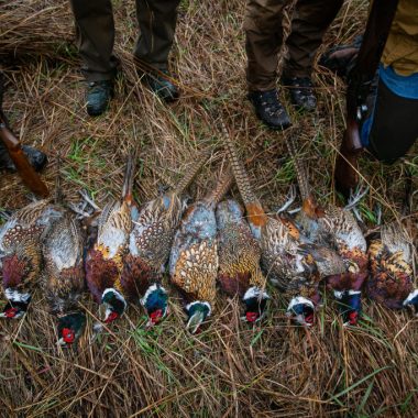 pheasant bag shot