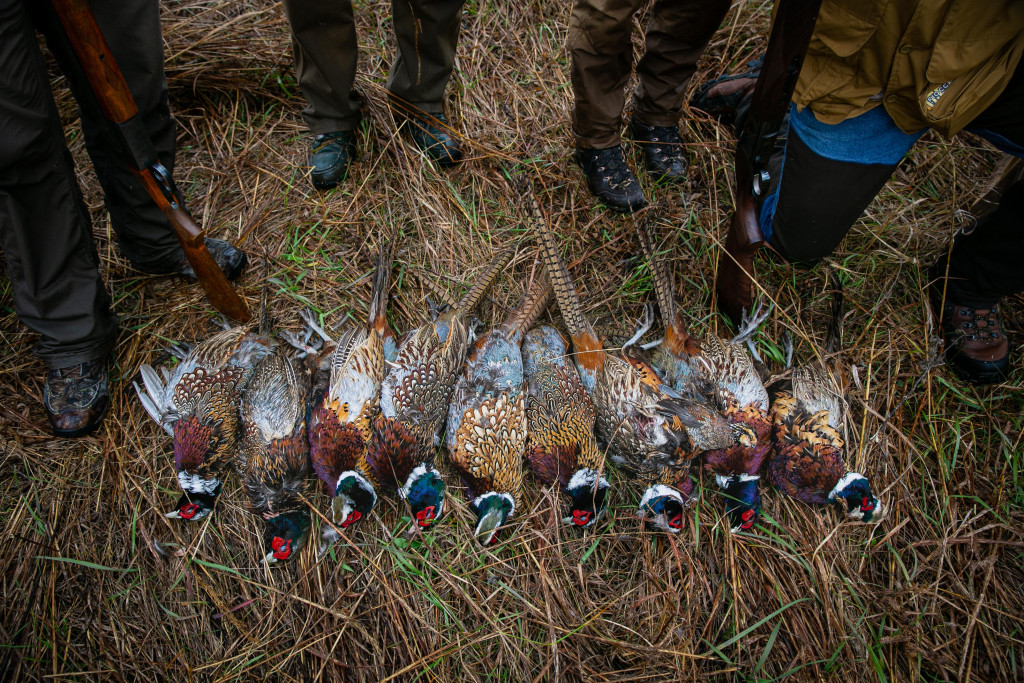 pheasant bag shot