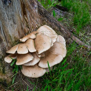 Wild oyster mushrooms at the base of a tree.