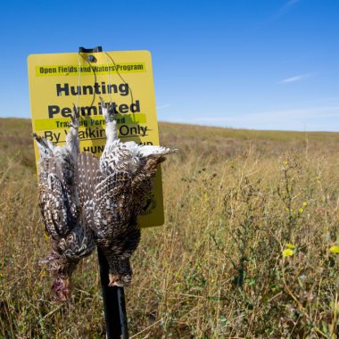 Two sharp-tailed grouse hang from a hunting permitted sign in western Nebraska.