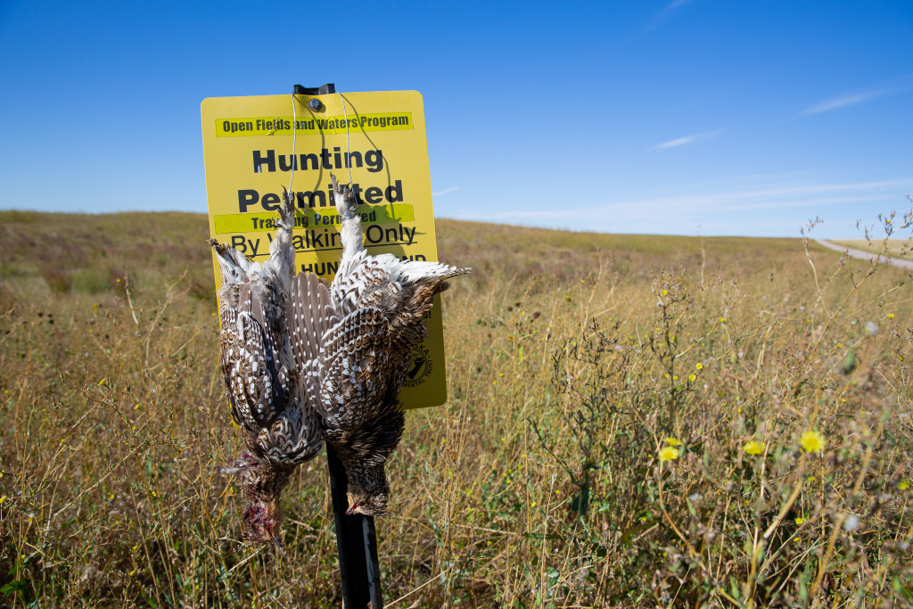 Two sharp-tailed grouse hang from a hunting permitted sign in western Nebraska.