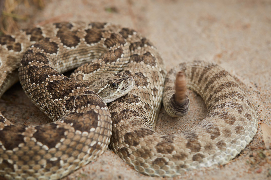 A rattlesnake is curled up on sand with its tail rattling