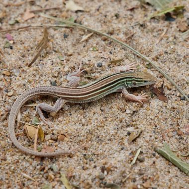 A brown and mint green lizard scurries across sand