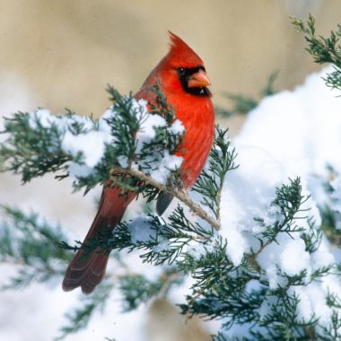 a red cardinal is a pop of color against snow-covered evergreen needles