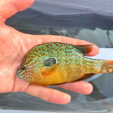 longear sunfish