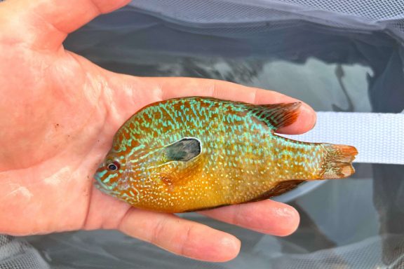 longear sunfish