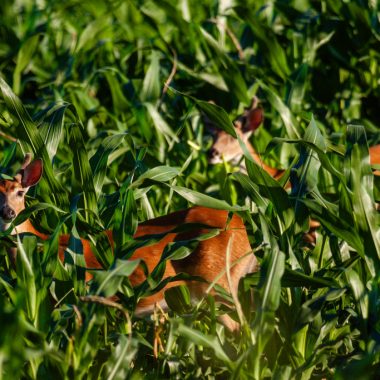 White-tailed deer in corn