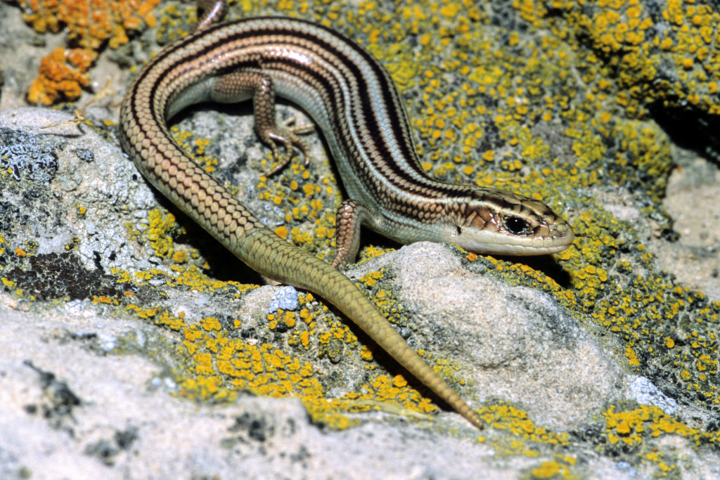 A brown and light tan lizard has a vibrant green tail