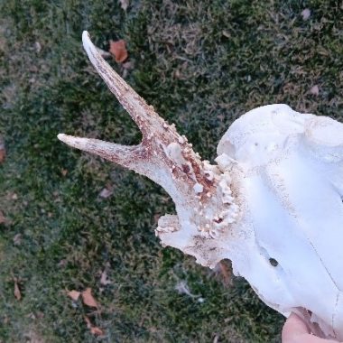 A deer skull with an antler attached