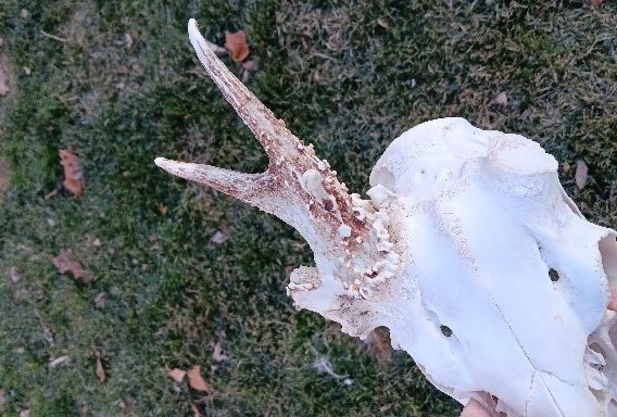 A deer skull with an antler attached