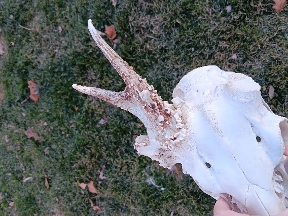 A deer skull with an antler attached