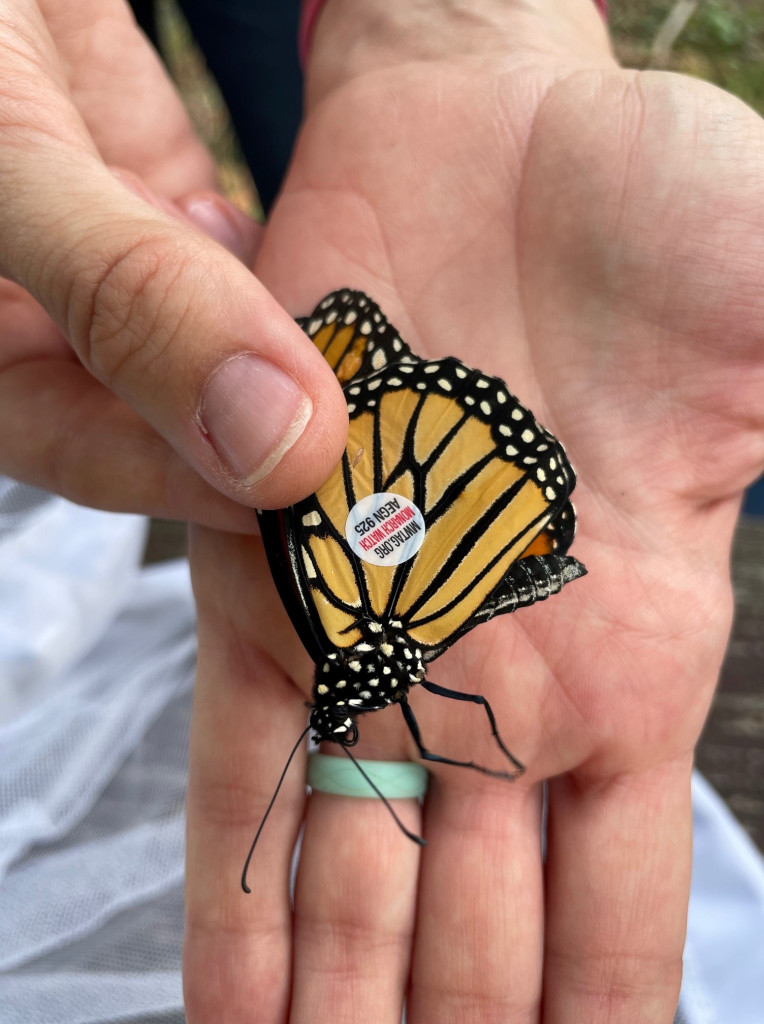 A detail shot of a white tag with red lettering on a monarch wing