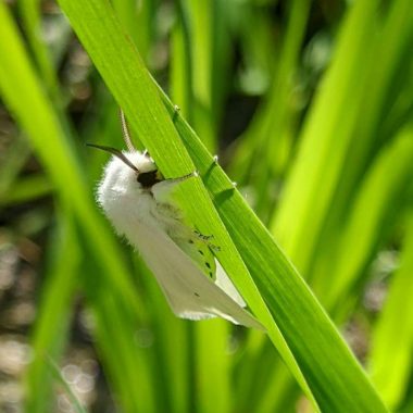 Virginia tiger moth.