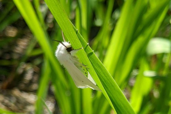 Virginia tiger moth.