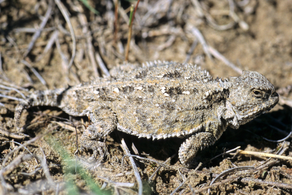 A gray lizard has spiky edges and back 