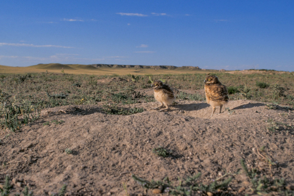 Two burrowing owls stand on a dusty mound, short-grass prairie and a butte in the distance