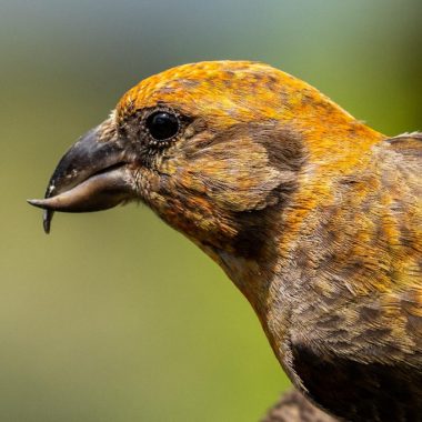 Detail shot of a red crossbill's beak